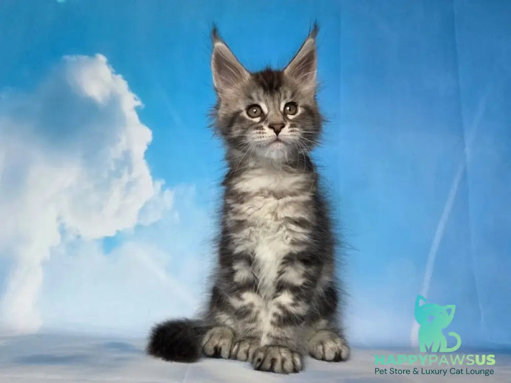 Quelea Maine Coon female black silver tabby - live animals