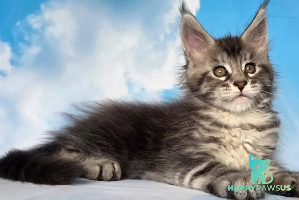 Quelea Maine Coon female black silver tabby - live animals