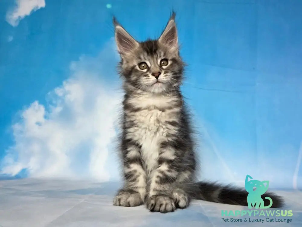 Quelea Maine Coon female black silver tabby - live animals