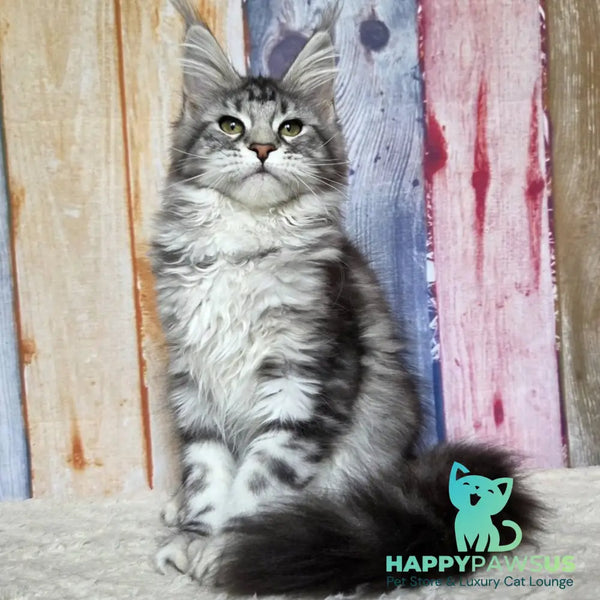 Quelea Maine Coon female black silver tabby - live animals