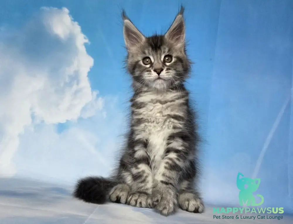 Quelea Maine Coon female black silver tabby - live animals
