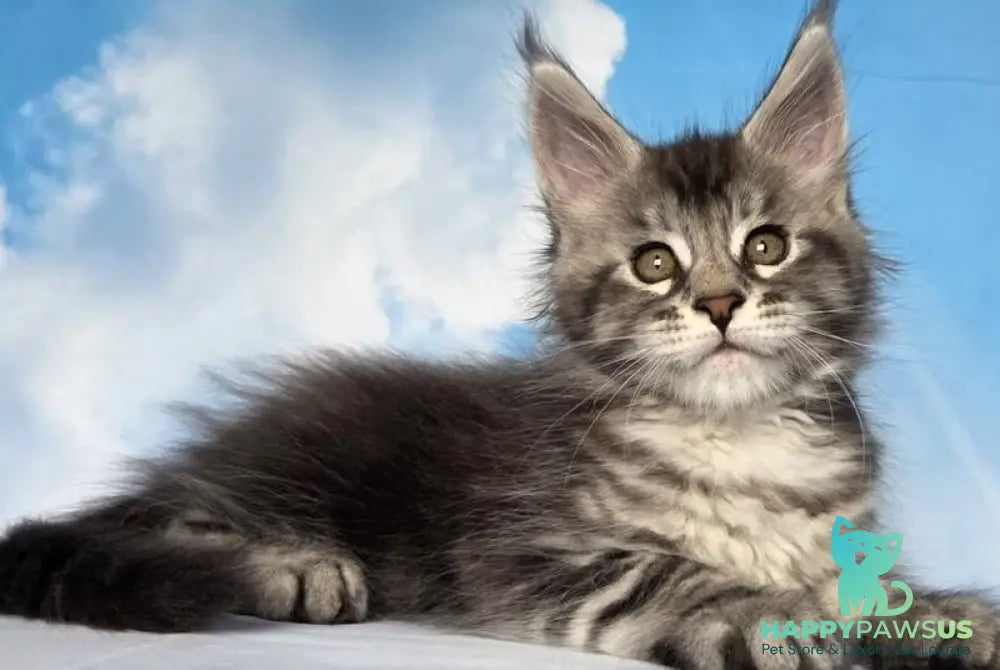 Quelea Maine Coon female black silver tabby - live animals