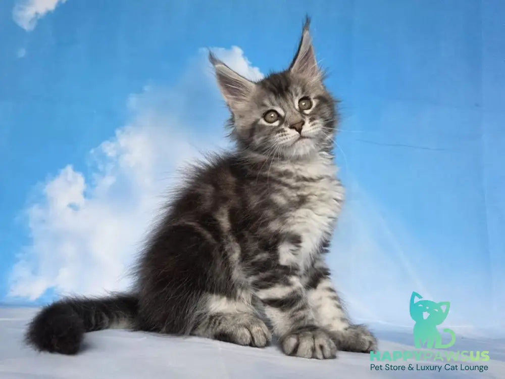 Quelea Maine Coon female black silver tabby - live animals
