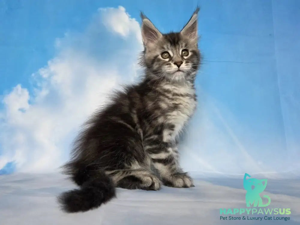 Quelea Maine Coon female black silver tabby - live animals