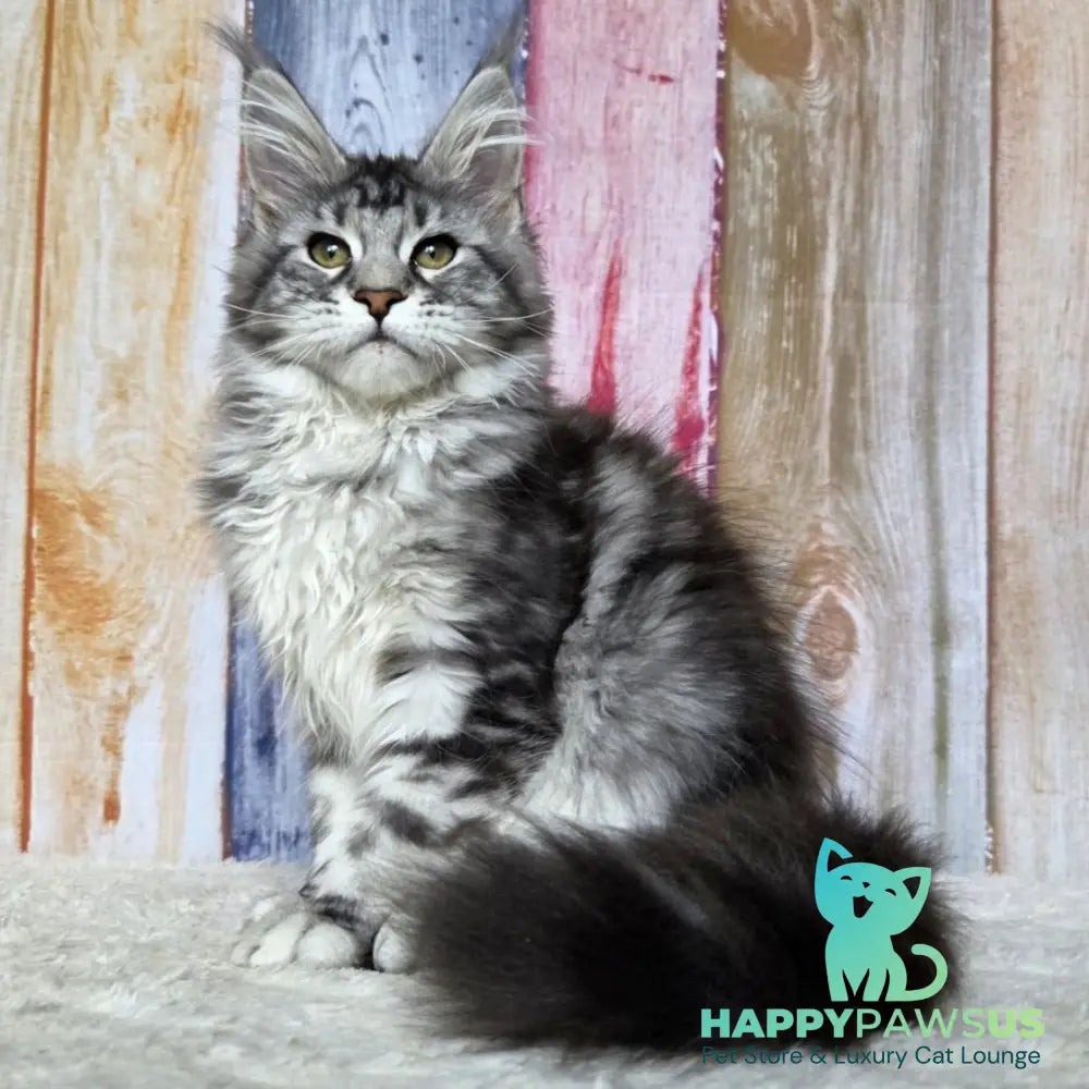 Quelea Maine Coon female black silver tabby - live animals