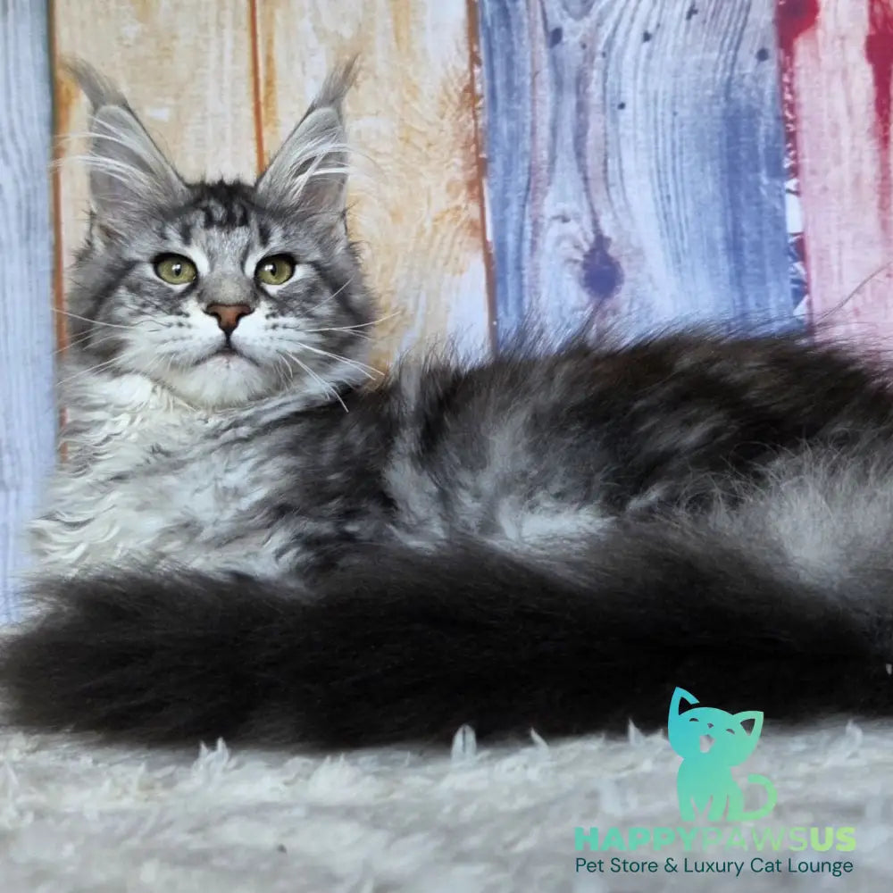 Quelea Maine Coon female black silver tabby - live animals
