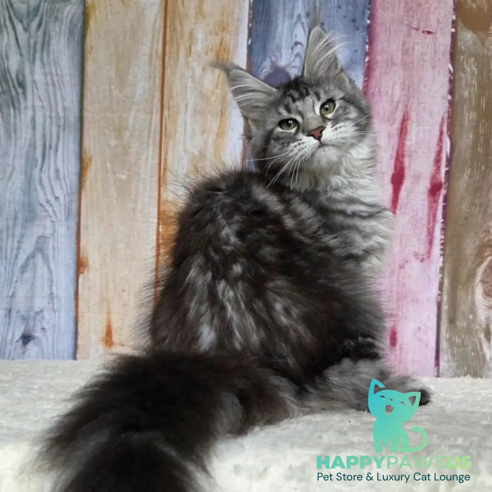 Quelea Maine Coon female black silver tabby - live animals