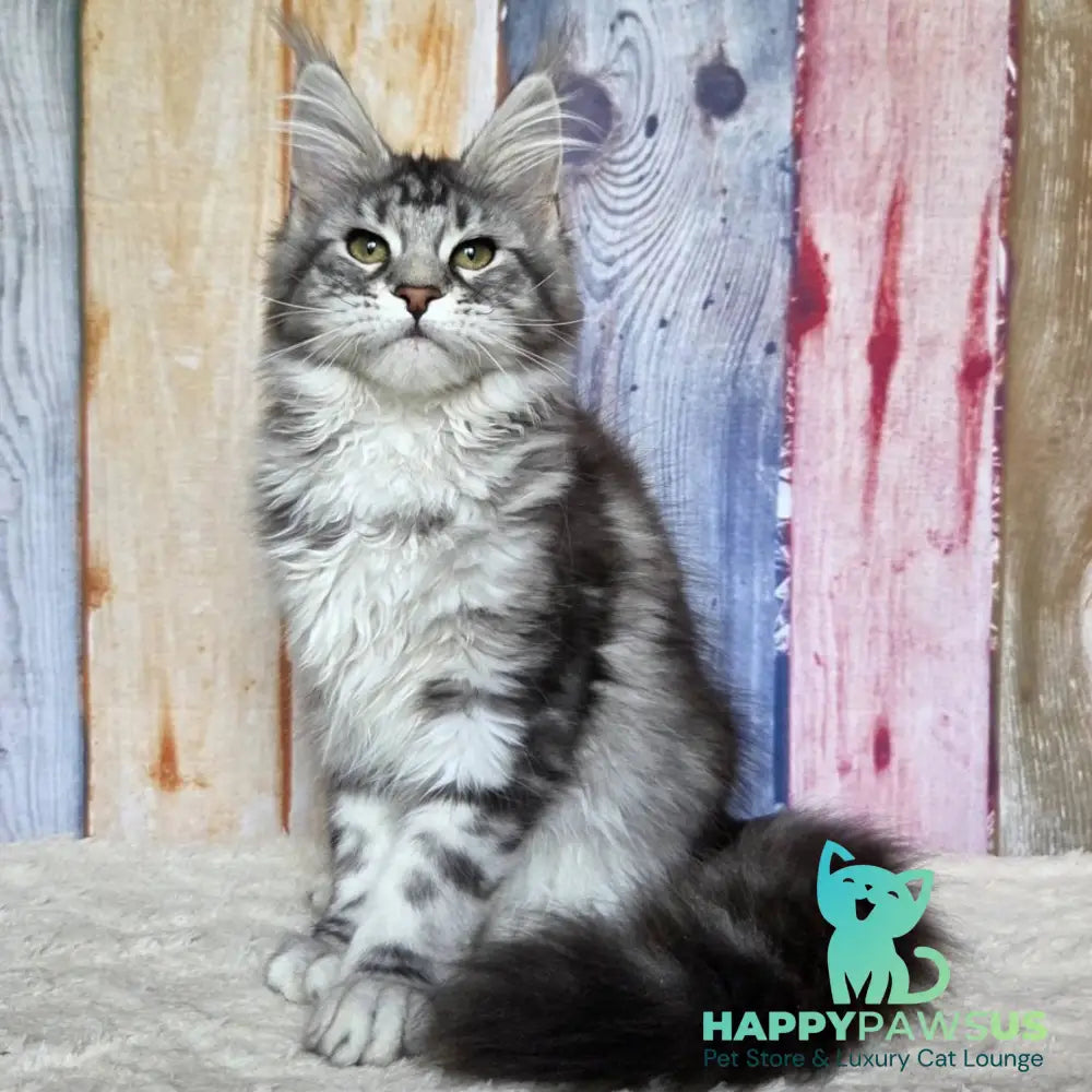 Quelea Maine Coon female black silver tabby - live animals