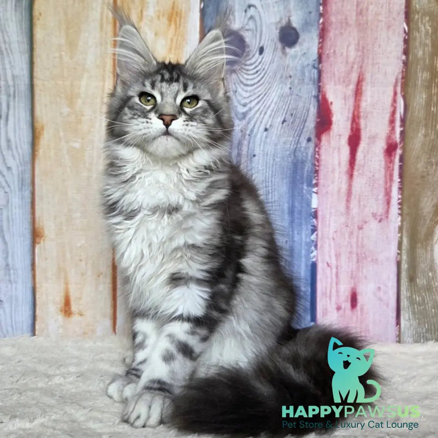Quelea Maine Coon female black silver tabby - live animals