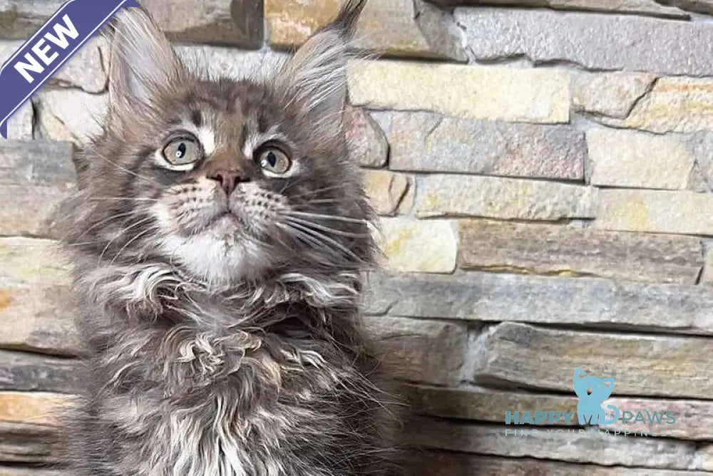 Quella Maine Coon female black tabby live animals