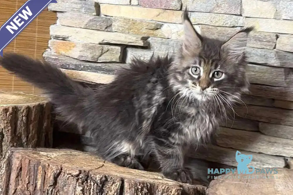 Quella Maine Coon female black tabby live animals