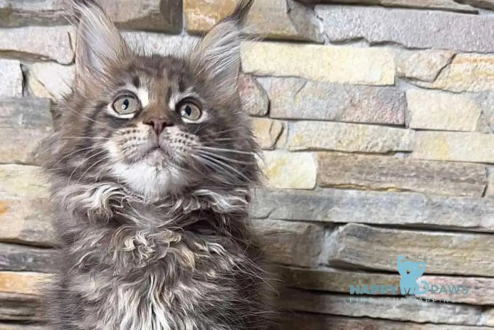Quella Maine Coon female black tabby live animals
