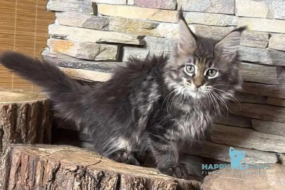 Quella Maine Coon female black tabby live animals