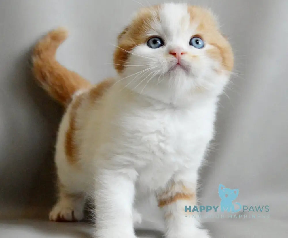 Quent Scottish Fold male red tabby bicolour live animals