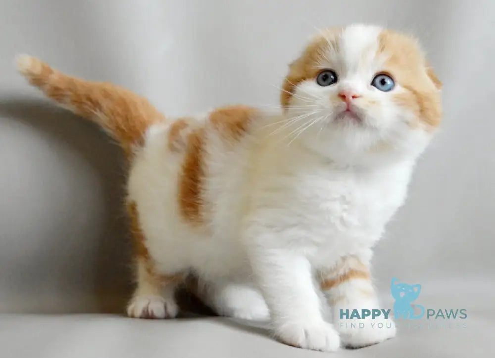 Quent Scottish Fold male red tabby bicolour live animals