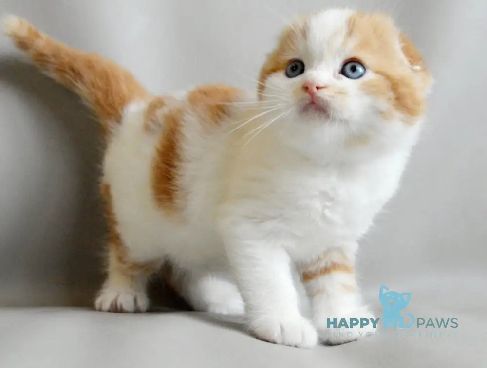 Quent Scottish Fold male red tabby bicolour live animals