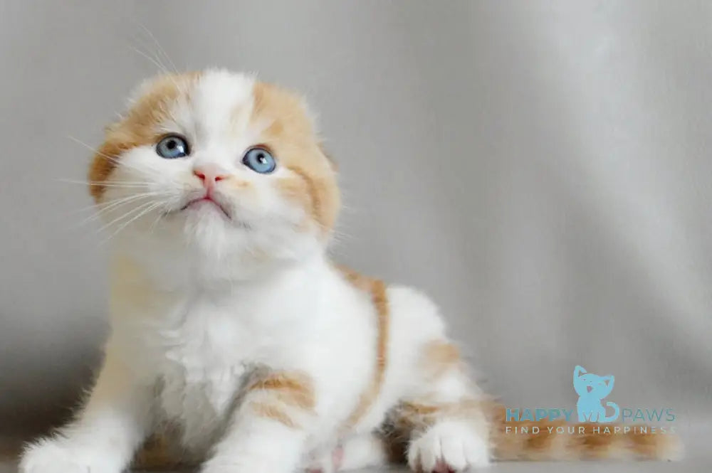 Quent Scottish Fold male red tabby bicolour live animals