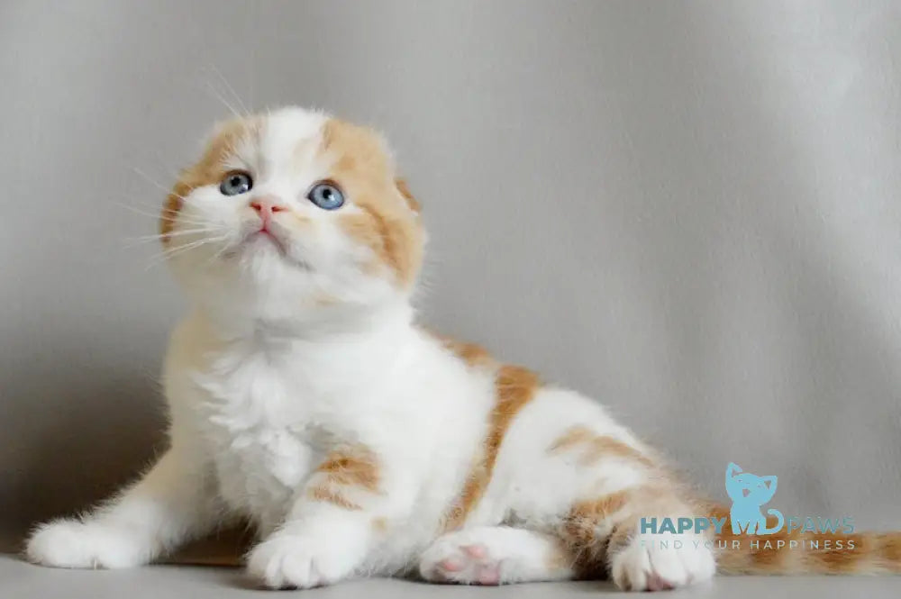 Quent Scottish Fold male red tabby bicolour live animals
