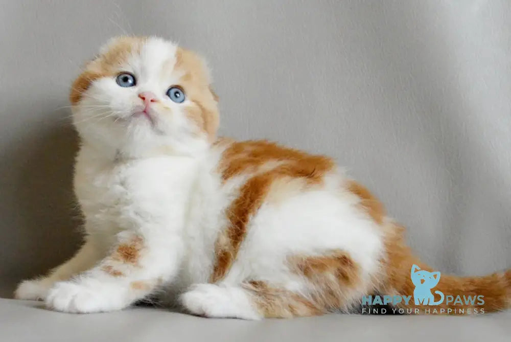 Quent Scottish Fold male red tabby bicolour live animals