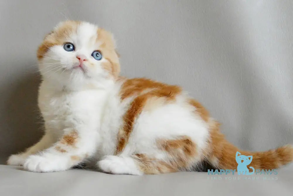 Quent Scottish Fold male red tabby bicolour live animals