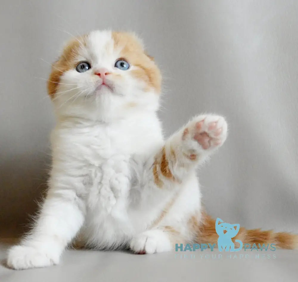 Quent Scottish Fold male red tabby bicolour live animals
