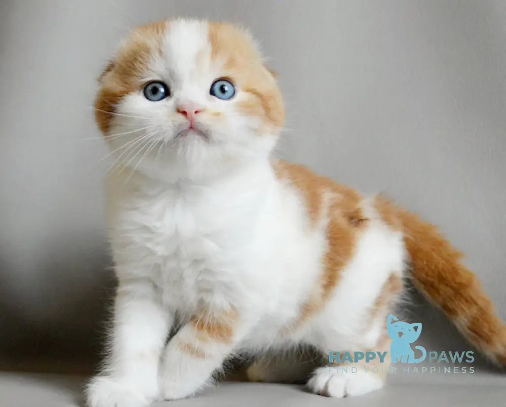 Quent Scottish Fold male red tabby bicolour live animals