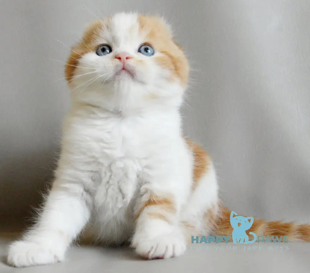 Quent Scottish Fold male red tabby bicolour live animals