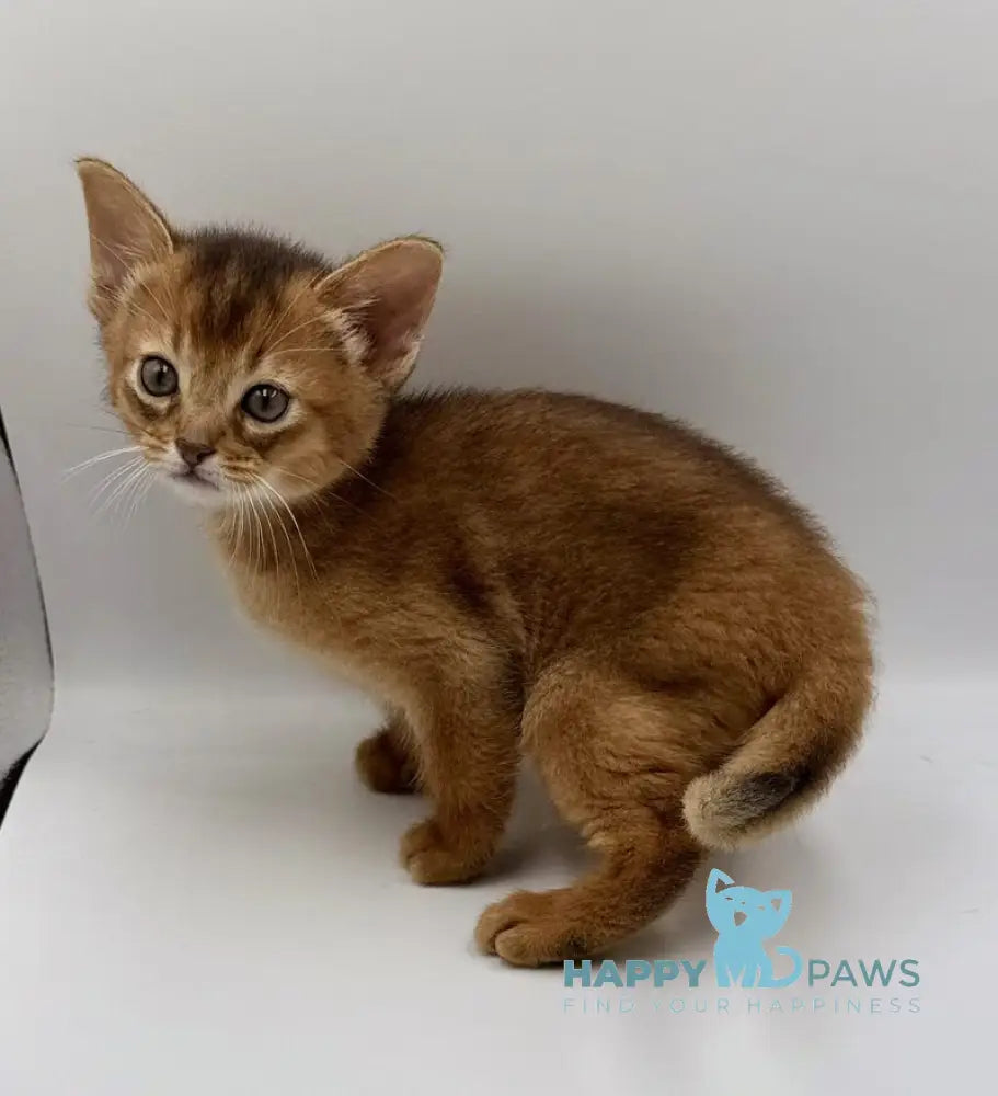 Quentin Abyssinian male ruddy live animals