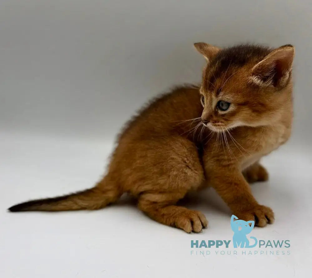 Quentin Abyssinian male ruddy live animals