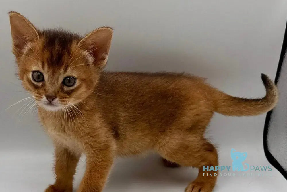 Quentin Abyssinian male ruddy live animals