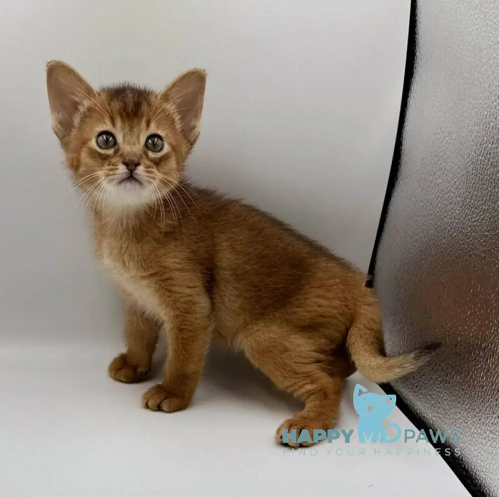 Quentin Abyssinian male ruddy live animals