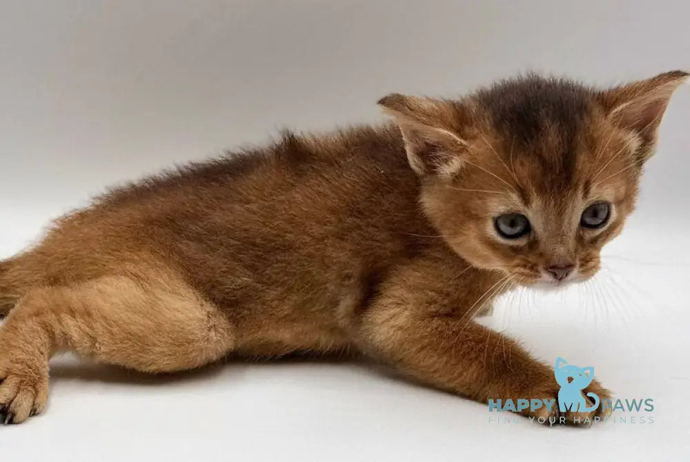 Quentin Abyssinian male ruddy live animals