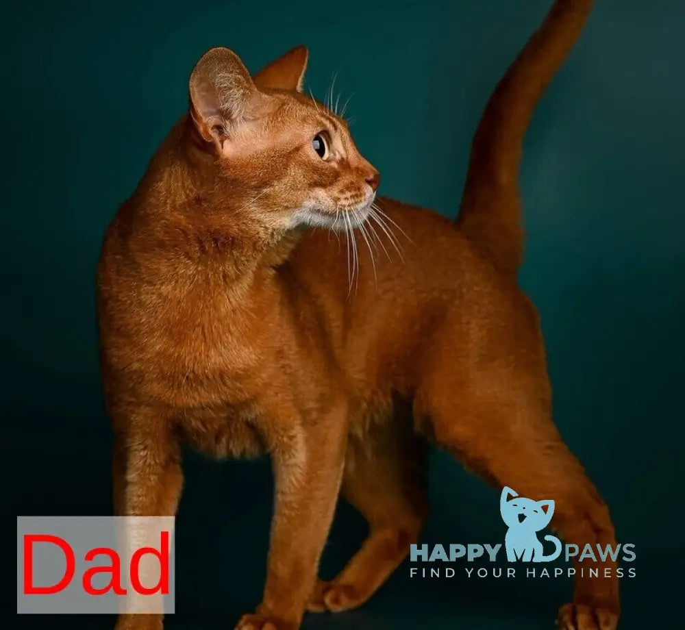 Quentin Abyssinian male ruddy live animals