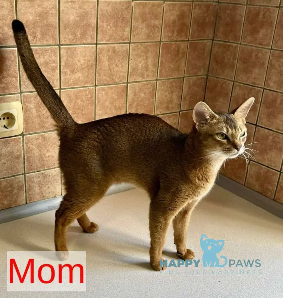 Quentin Abyssinian male ruddy live animals