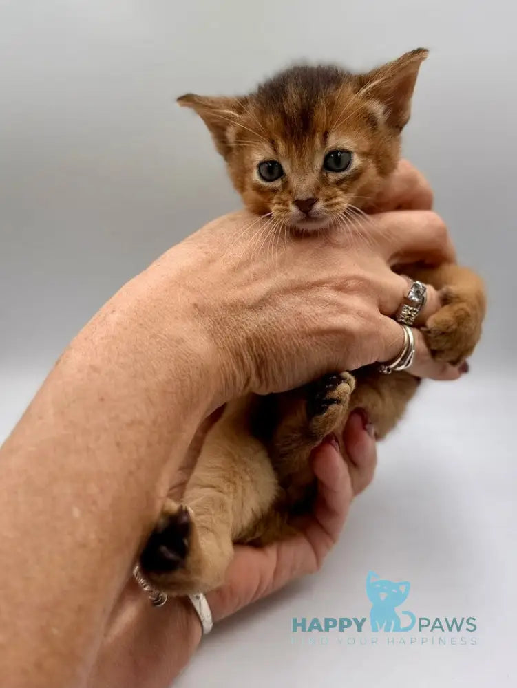 Quentin Abyssinian male ruddy live animals