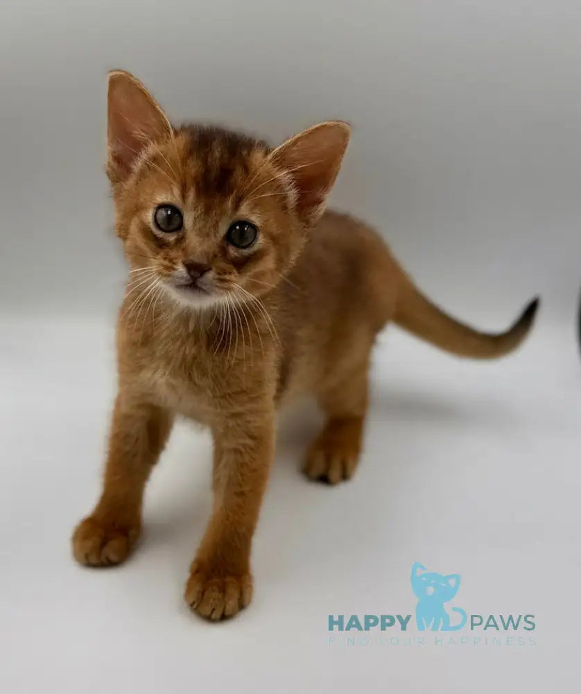 Quentin Abyssinian male ruddy live animals