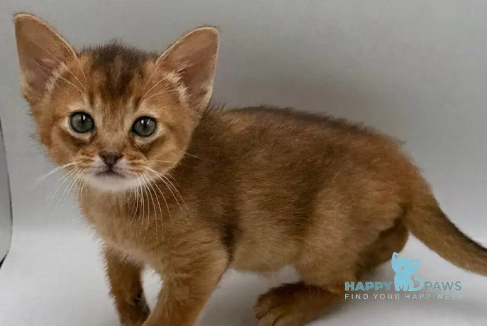 Quentin Abyssinian male ruddy live animals