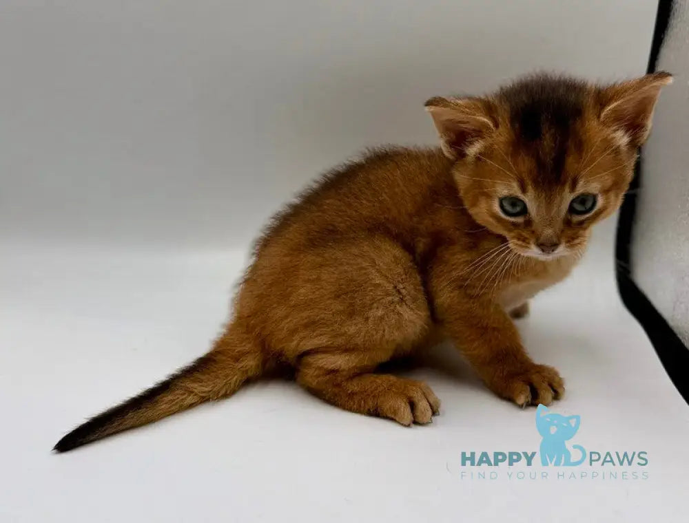 Quentin Abyssinian male ruddy live animals