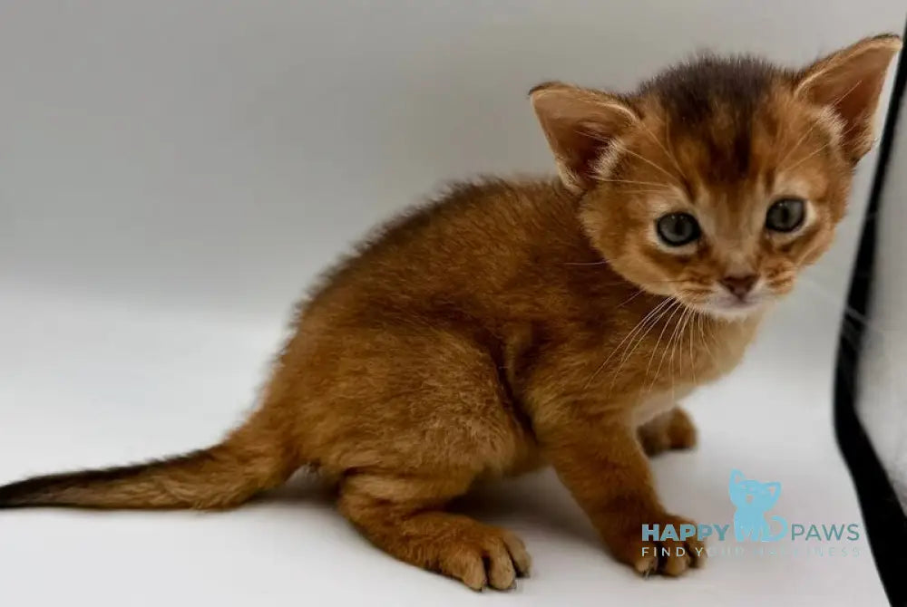 Quentin Abyssinian male ruddy live animals