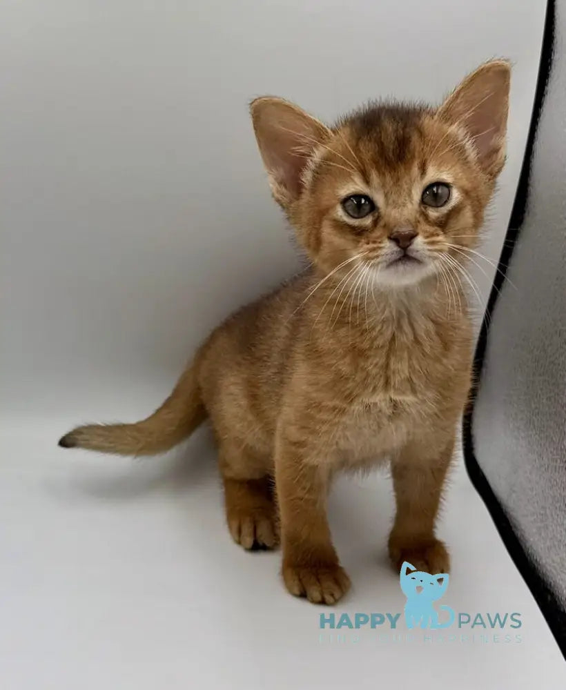 Quentin Abyssinian male ruddy live animals