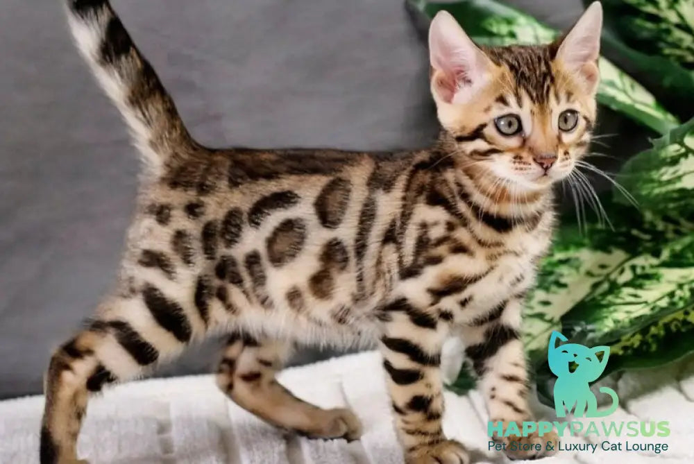 Quentin Bengal male black spotted tabby - live animals