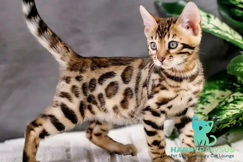Quentin Bengal male black spotted tabby - live animals