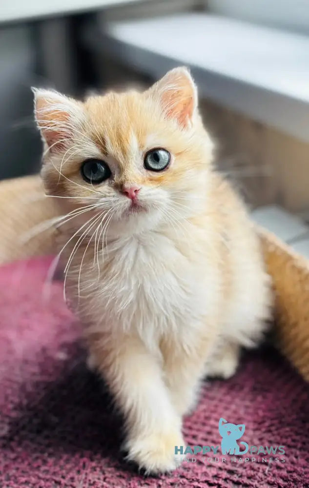 Quentin British Shorthair male black golden shaded live animals