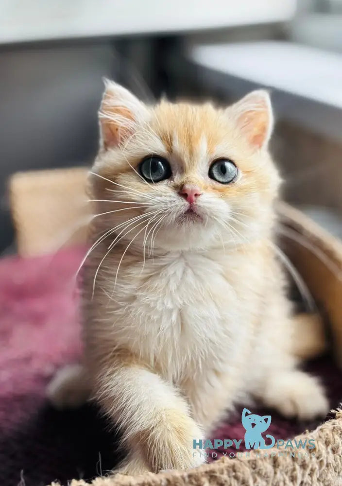 Quentin British Shorthair male black golden shaded live animals