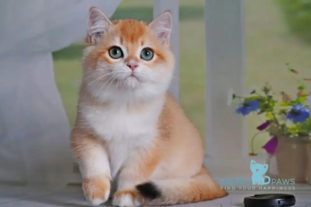 Quentin British Shorthair male black golden shaded live animals