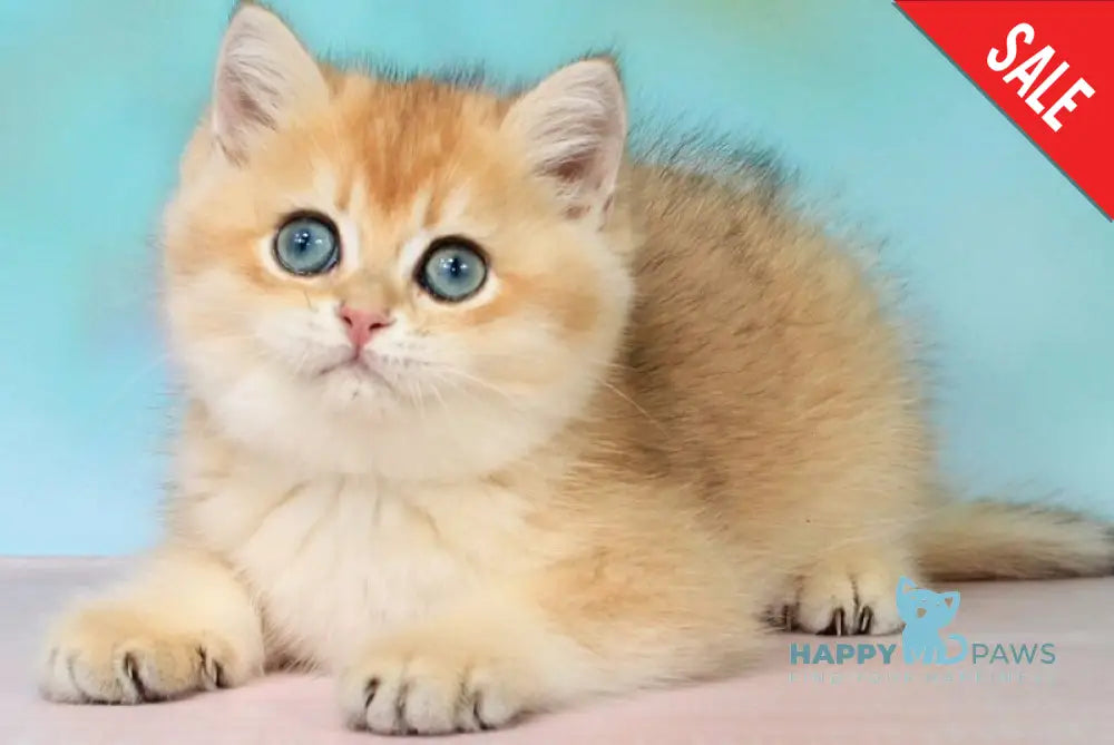 Quentin British Shorthair male black golden shaded - live animals