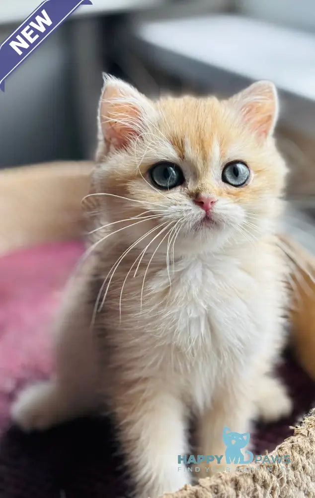 Quentin British Shorthair male black golden shaded live animals