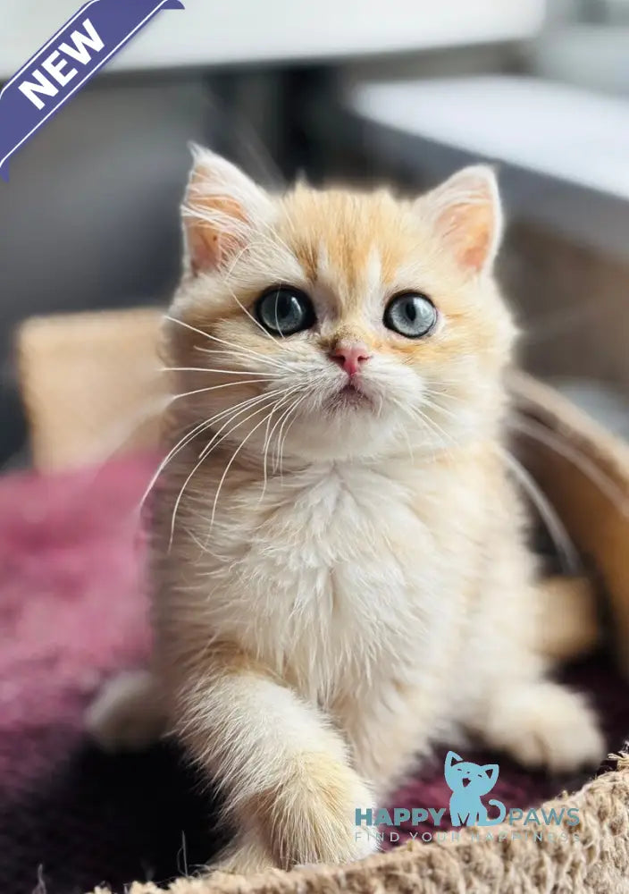 Quentin British Shorthair male black golden shaded live animals
