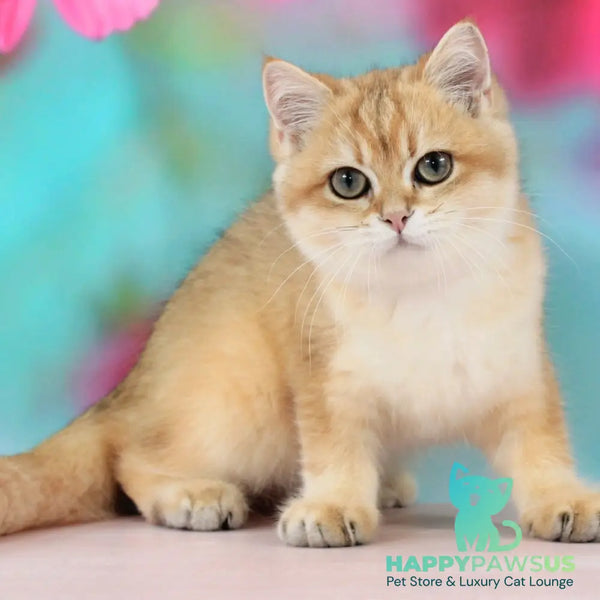Quentin British Shorthair male black golden shaded - live animals