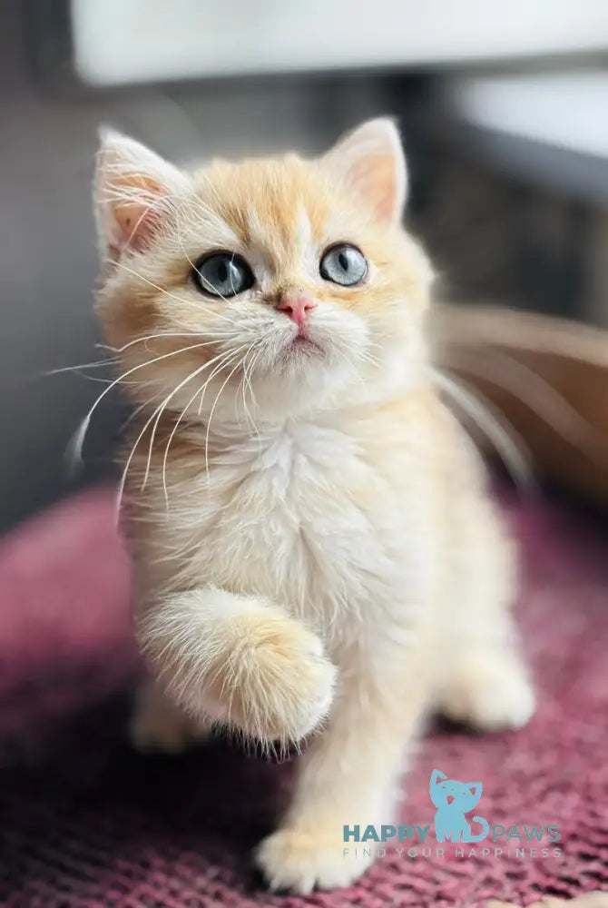 Quentin British Shorthair male black golden shaded live animals